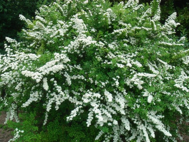 Spiraea nipponica 'Snowmound' P1C (2)